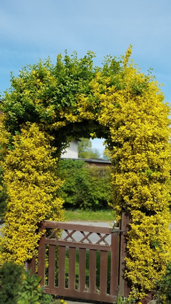 Euonymus fortunei "Emerald'n Gold" - (Gelbbunte Kriechspindel),